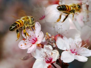 Las abejas son imprescindibles para lograr una adecuada productividad en los montes frutales. Las abejas son imprescindibles para lograr una adecuada productividad en los montes frutales.
