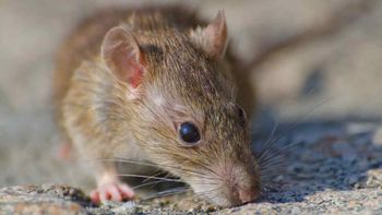 El ratón colilargo patagónico es el transmisor del hantavirus.