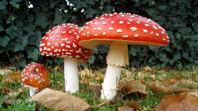 Detectan drogas hechas con veneno de sapos y hongos