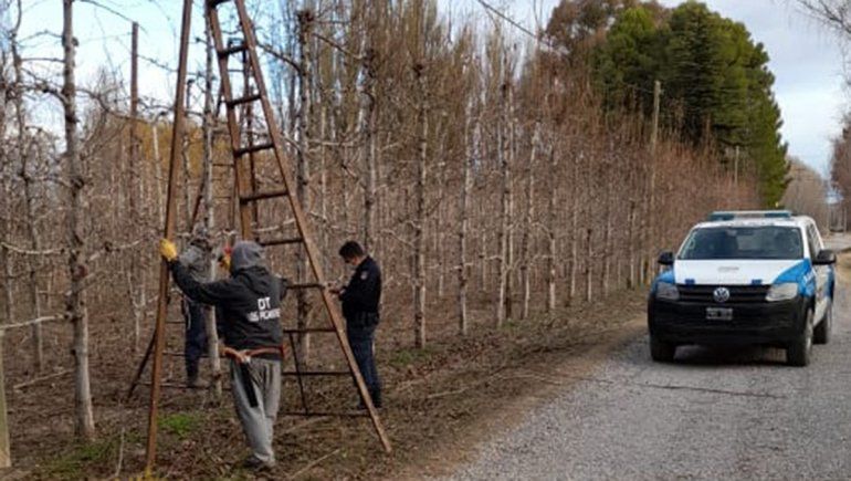 Se llevaron tres escaleras de poda de una chacra
