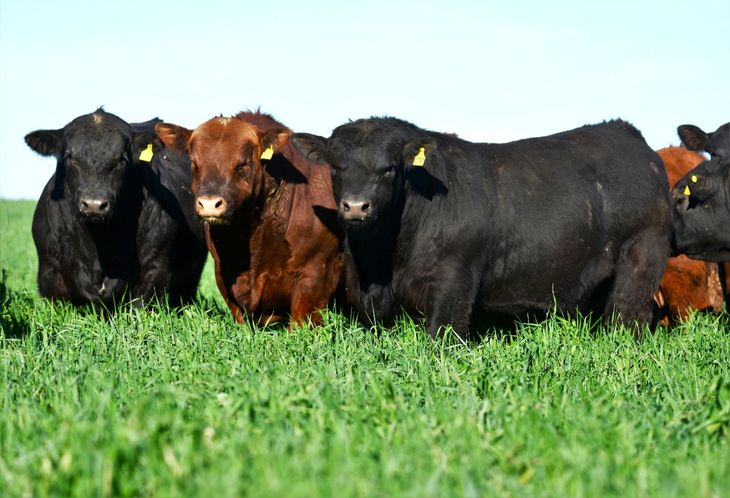 El productor explica por qué cada vez hay más Angus en los campos del sur y qué factores están impulsando el cambio. El productor explica por qué cada vez hay más Angus en los campos del sur y qué factores están impulsando el cambio.