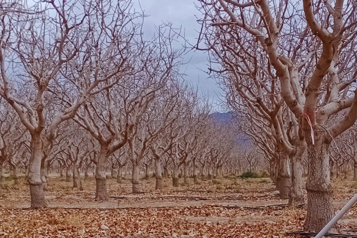 San Juan y Mendoza son las provincias con mayor área cultivada. Foto: INTA San Juan y Mendoza son las provincias con mayor área cultivada. Foto: INTA