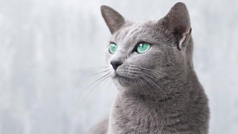 El gato no deja de sumar reproducciones en TikTok