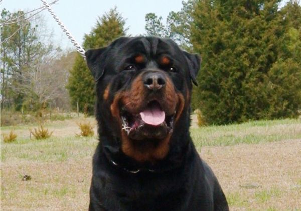 Un rottweiler atacó a su dueño y le trituró un brazo