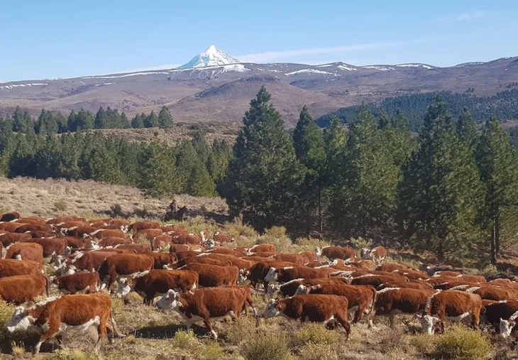 El gobierno declara emergencia hídrica/agropecuaria. Preocupa la menor receptividad de los campos en verano. Funcionarios en la Expo Bovinos.