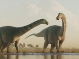 Anuncian hallazgo de un dino saurópodo: a quiénes se rinde homenaje con su nombre