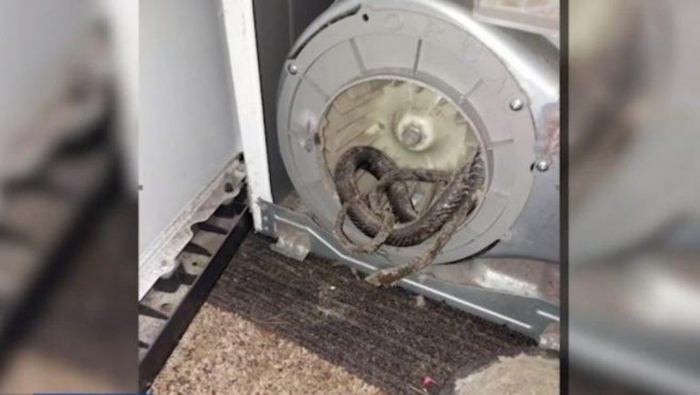 Viral: encontraron una serpiente dentro de su lavarropa