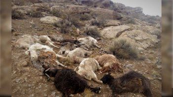 criancero acorralado por pumas y perros: le mataron 55 chivas criancero acorralado por pumas y perros: le mataron 55 chivas