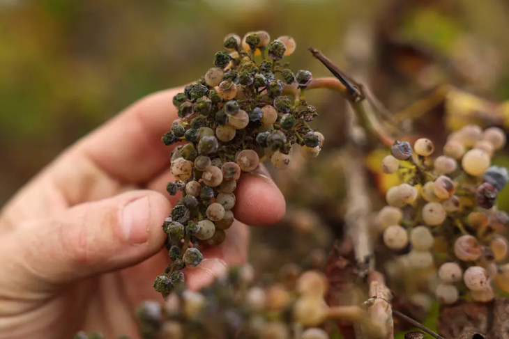 Las uvas de vino se pudren en la parra en un viñedo abandonado del Valle Central en Lodi, California. Foto: AFP Las uvas de vino se pudren en la parra en un viñedo abandonado del Valle Central en Lodi, California. Foto: AFP