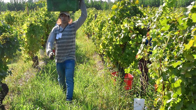 En el Alto Valle, la tendencia a la concentración de viñedos en grandes empresas productoras de vinos de alta gama contrasta con la posibilidad de elegir cultivos alternativos.Foto: Fabricio González | LM Neuquen En el Alto Valle, la tendencia a la concentración de viñedos en grandes empresas productoras de vinos de alta gama contrasta con la posibilidad de elegir cultivos alternativos.Foto: Fabricio González