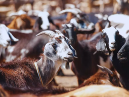 Con esta técnica se logra incrementar 7 kilos en el peso vivo de las cabras. Con esta técnica se logra incrementar 7 kilos en el peso vivo de las cabras.