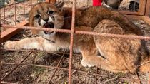 un vecino se encontro con un puma que cruzaba la ruta: asi intervino fauna un vecino se encontro con un puma que cruzaba la ruta: asi intervino fauna
