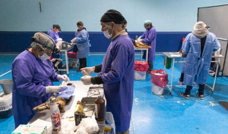 Una campaña municipal de castración de perros realizada recientemente en el Barrio Moure de Comodoro Rivadavia. Una campaña municipal de castración de perros realizada recientemente en el Barrio Moure de Comodoro Rivadavia. 