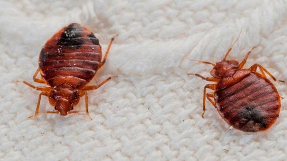 Alerta en el mundo por la proliferación de Chinches de cama.&nbsp;