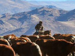 Una práctica ancestral que cada año vuelve al interior provincial. Una práctica ancestral que cada año vuelve al interior provincial.