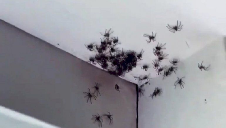 Twitter: encuentra un nido de arañas en el cuarto de su hija