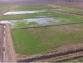 El proyecto “Desierto Verde” ya produce alfalfa en 400 hectáreas cerca de Picún Leufú y prevé llegar a 1.500, con una planta industrial en Zapala para exportar heno prensado a mercados asiáticos. El proyecto “Desierto Verde” ya produce alfalfa en 400 hectáreas cerca de Picún Leufú y prevé llegar a 1.500, con una planta industrial en Zapala para exportar heno prensado a mercados asiáticos.
