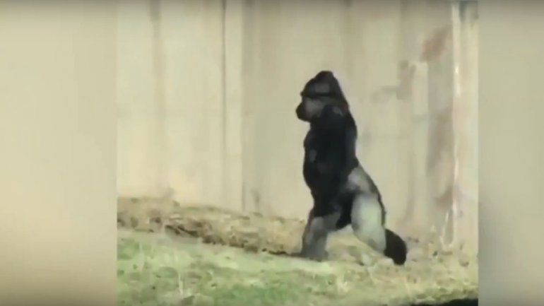 Mirá el gorila que sorprende caminando como un humano