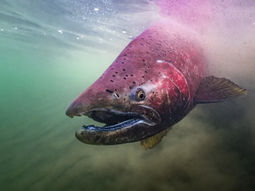 El salmón Chinook ahora posee un marco regulatorio estricto para su pesca en Santa Cruz. El salmón Chinook ahora posee un marco regulatorio estricto para su pesca en Santa Cruz.