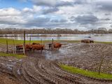Las excesivas lluvias trajeron grandes problemas al sector agropecuario.