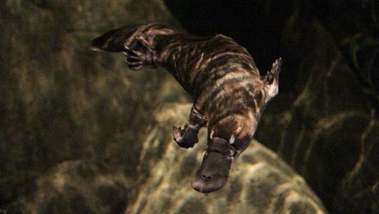 Encontraron fósiles de un ornitorrinco que vivió hace 70 millones de años