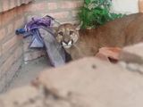 Aberrante: un puma intentaba escapar de los perros y un hombre lo mató a golpes