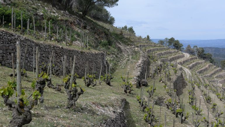 Una tendencia global: vinos menos concentrados y más sugerentes