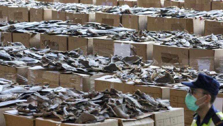 Incautan en Perú un cargamento de aletas de tiburón valuado en 15 millones de dólares que iba hacia el mercado asiático.