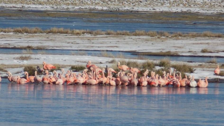Los flamencos se dejaron ver en su llegada a la laguna Tromen.