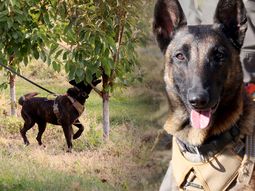 Aika y Humma, dos compañeras dedicadas a defender la producción de cerezas. Aika y Humma, dos compañeras dedicadas a defender la producción de cerezas.