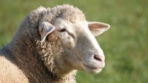 la argentinidad al palo: policias robaron una oveja para hacer un asado en la comisaria