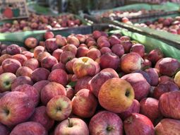 La fruta alcanza valores récord, pero la falta de liquidez y los precios impuestos por grandes firmas dejan al productor sin margen. La fruta alcanza valores récord, pero la falta de liquidez y los precios impuestos por grandes firmas dejan al productor sin margen.