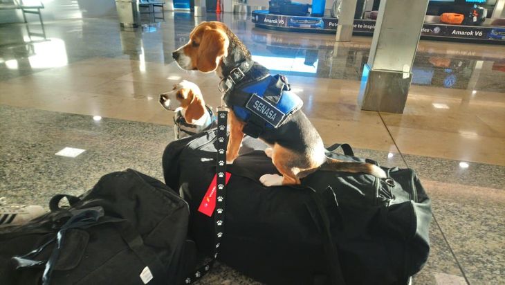 Los casos registrados exponen la silenciosa batalla diaria en los puestos de control para mantener a raya a la mosca de los frutos. También en los aeropuertos. Los casos registrados exponen la silenciosa batalla diaria en los puestos de control para mantener a raya a la mosca de los frutos. También en los aeropuertos.