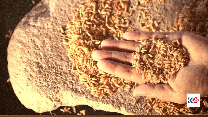 El arroz domesticado proporcionó un recurso estable para la fermentación. El arroz domesticado proporcionó un recurso estable para la fermentación.