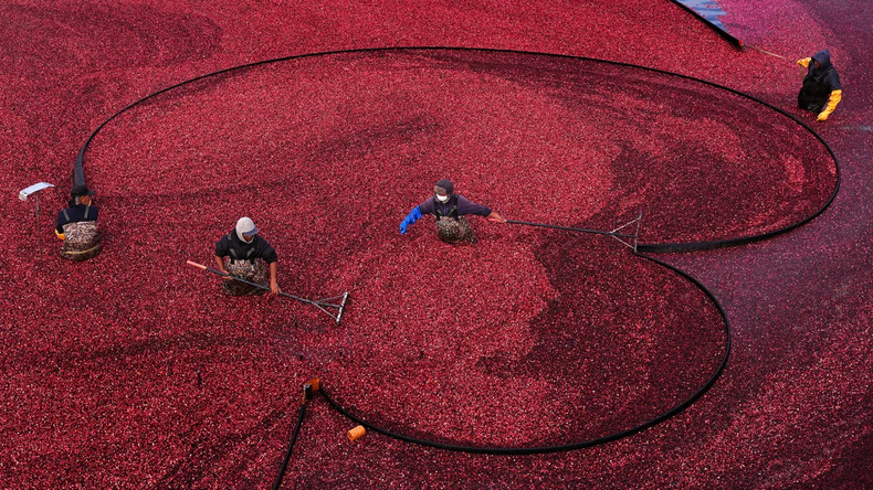 Arándanos rojos: el superalimento que transforma la agricultura en Chile