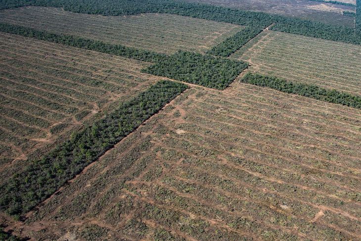 La FAO reconoce que el sector agropecuario es uno de los principales responsables de la deforestación.