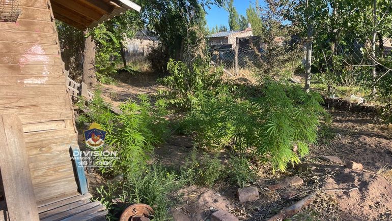 Fueron en busca de una moto robada y dieron con 43 plantas de marihuana