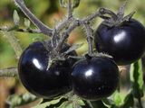 Tomate negro: la revolución genética que podría cambiar la alimentación mundial