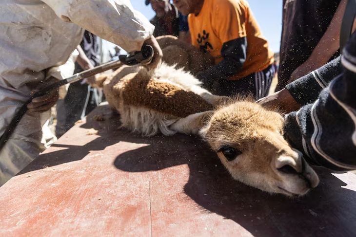 Una vicuña siendo esquilada en San Pedro de Pilas (Perú). Una vicuña siendo esquilada en San Pedro de Pilas (Perú).