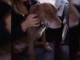 Luciana Ortíz Luna rescató a un perrito perdido en Loncopué y busca a su familia por redes sociales