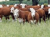 La relación entre vacas y vaquillonas alcanza niveles elevados y cambia la ecuación productiva.