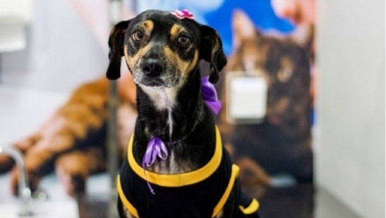 Foto: Samantha Figueiredo.