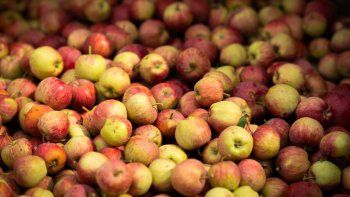 sidra manzanas