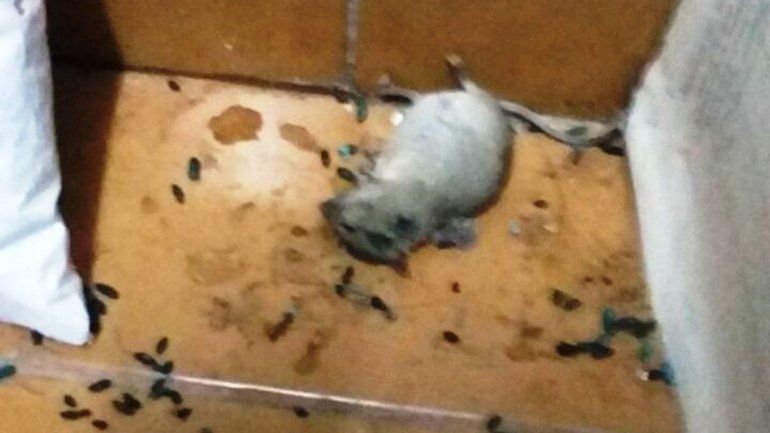 Uno de los roedores capturados por los empleados.