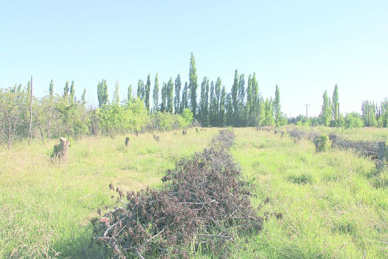 A partir del desmonte de chacras, se obtiene leña para calefaccionarse. A partir del desmonte de chacras, se obtiene leña para calefaccionarse.