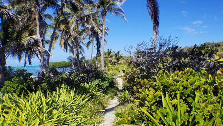 Vegetación frondosa camino a la playa de la Isla Contoy, en México Vegetación frondosa camino a la playa de la Isla Contoy, en México