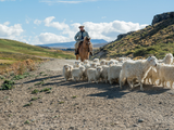 Un millón de animales hacen el camino de la veranada y la invernada.