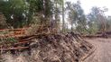 obligan a infractores a reforestar con 57 especies nativas el desmonte de 15 arrayanes