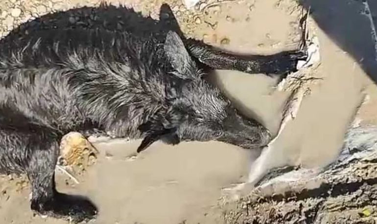 Una foto publicada por un ciclista de Trelew logró que el caso llegara a los proteccionistas. Una foto publicada por un ciclista de Trelew logró que el caso llegara a los proteccionistas.