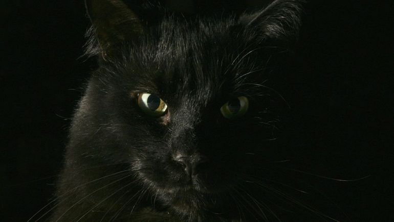 Los gatos negros tienen una historia particular. Los gatos negros tienen una historia particular.